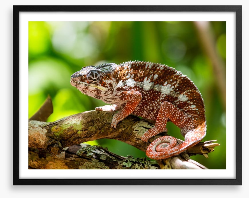 Reptiles / Amphibian