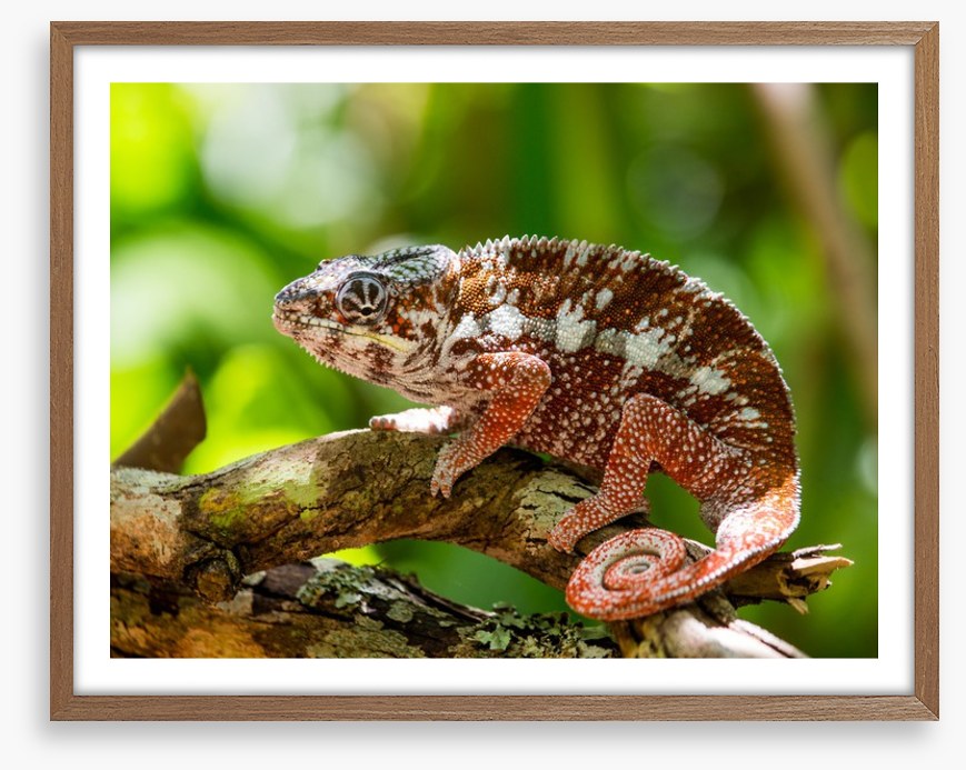 Reptiles / Amphibian