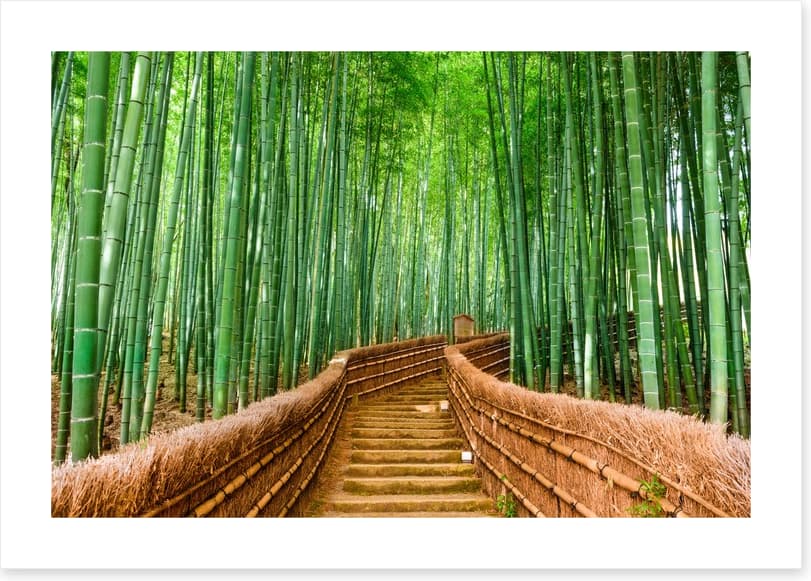 Bamboo forest path, Kyoto