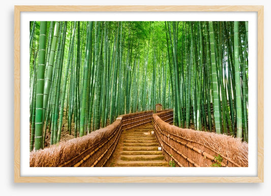 Bamboo forest path, Kyoto