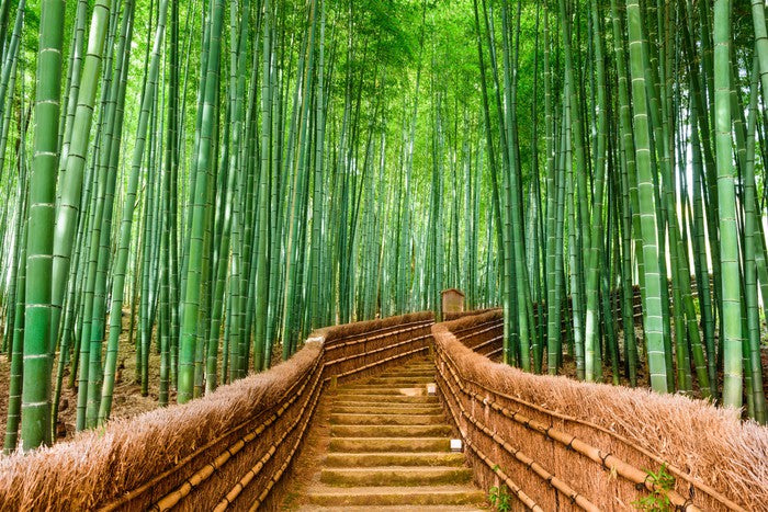 Bamboo forest path, Kyoto