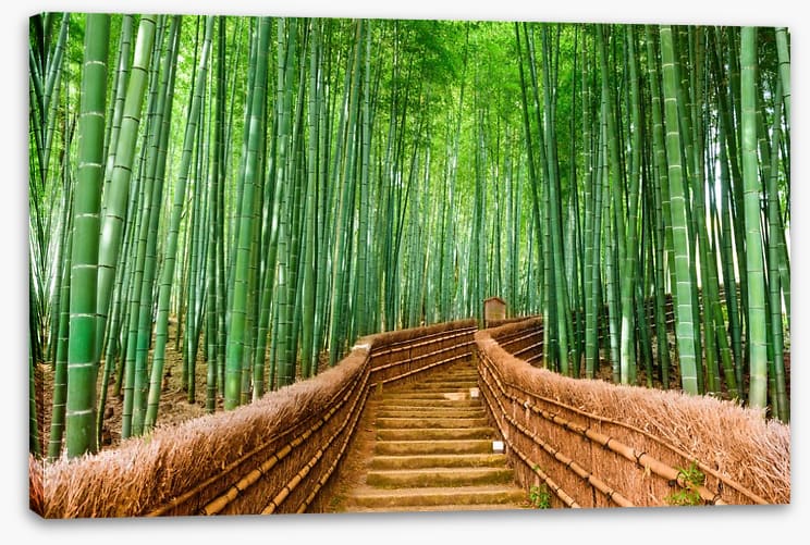 Bamboo forest path, Kyoto