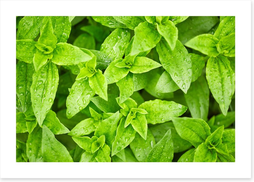 Leaves