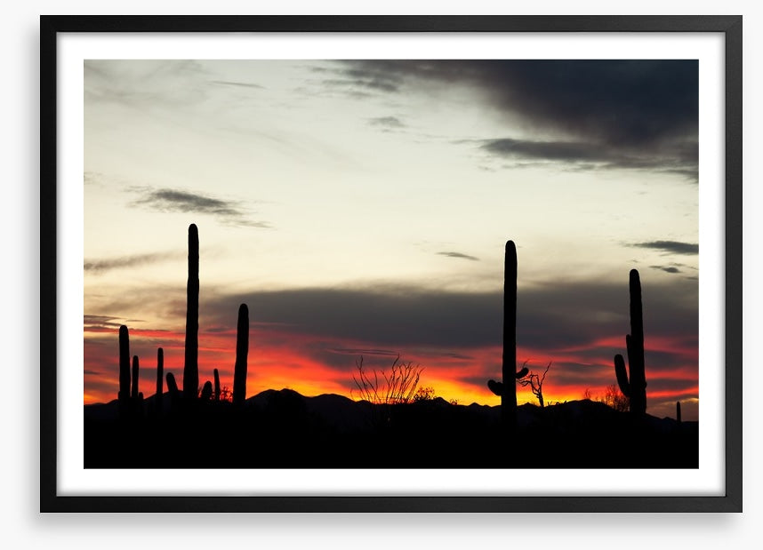 Saguaro sunset