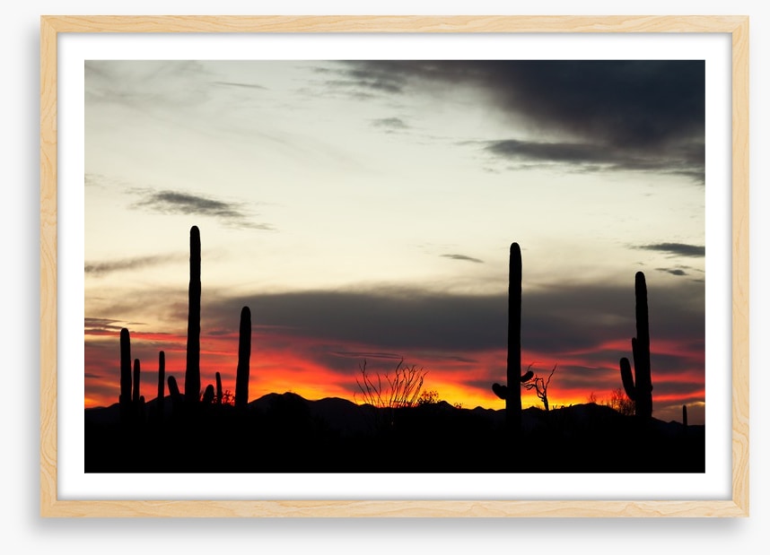 Saguaro sunset
