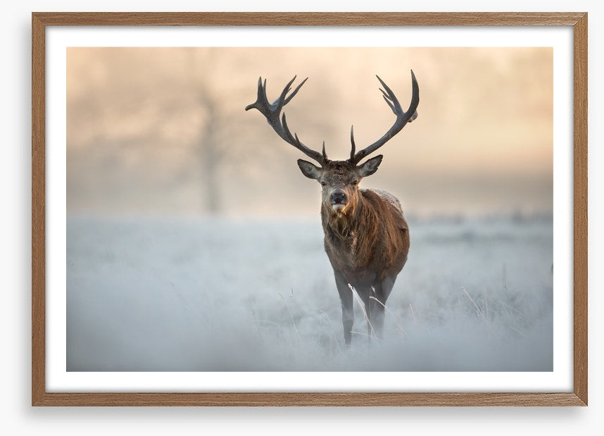 Red deer in winter