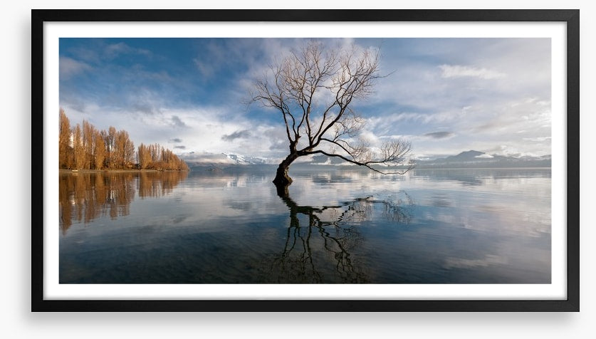 The lone tree, Lake Wanaka