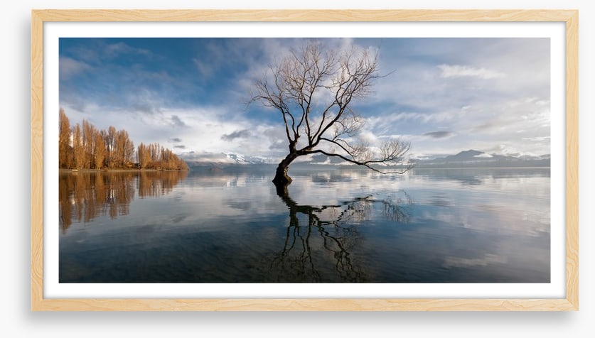 The lone tree, Lake Wanaka