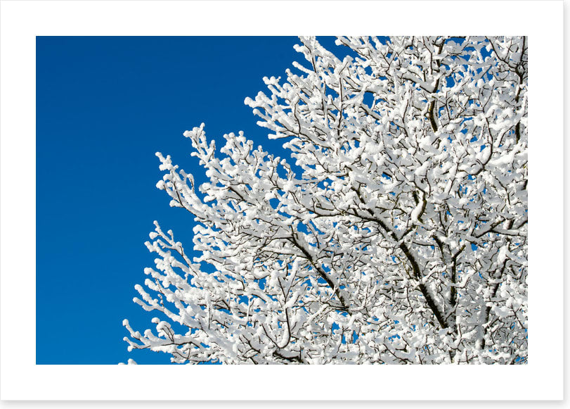 Snow tree sky