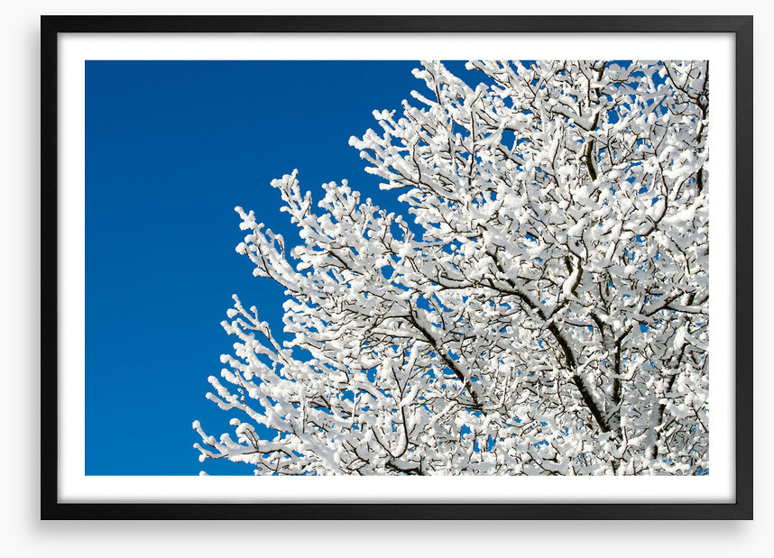 Snow tree sky