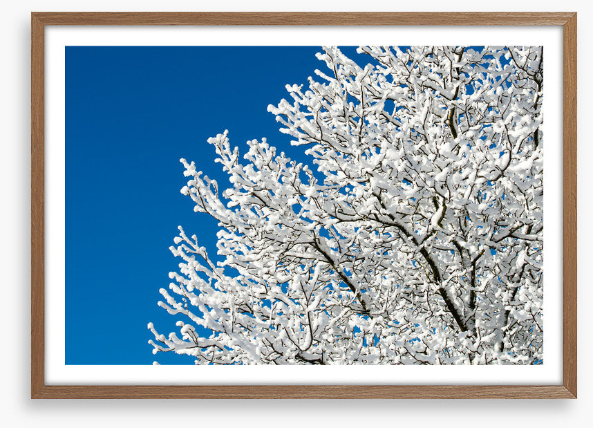 Snow tree sky