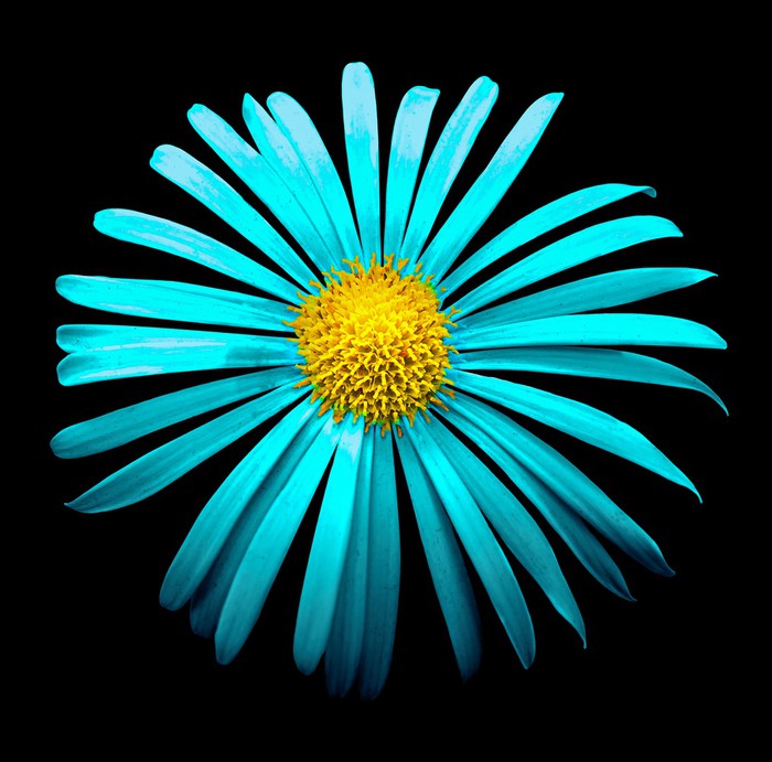 Turquoise aster