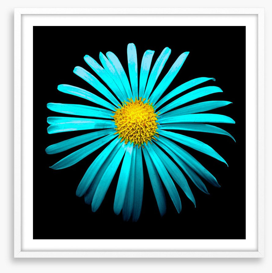 Turquoise aster