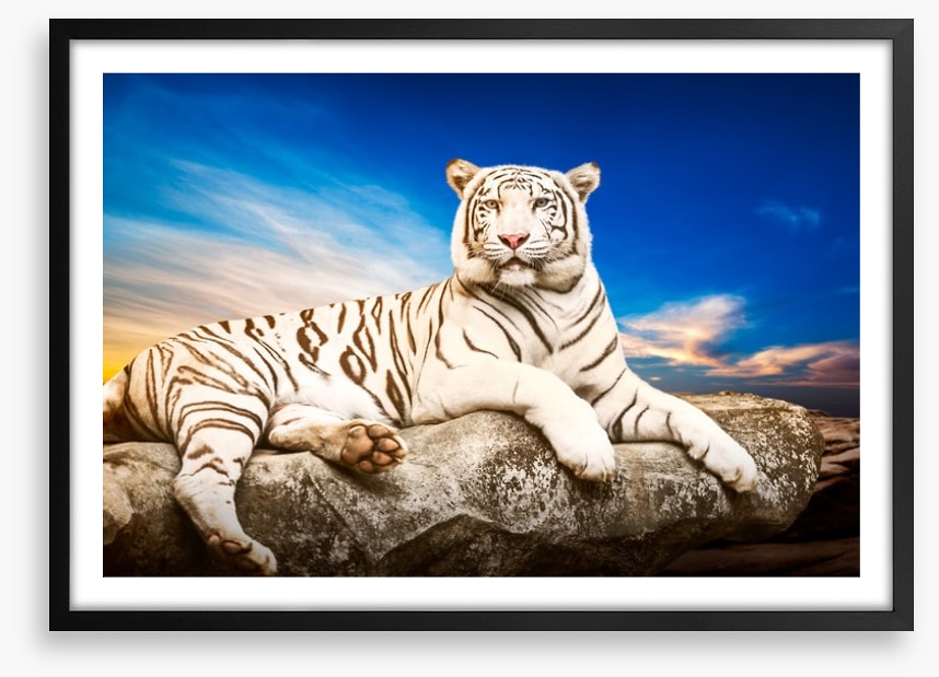 Majestic white tiger