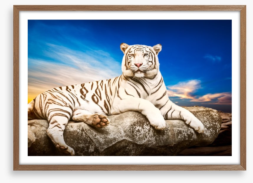 Majestic white tiger
