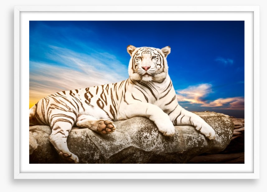 Majestic white tiger