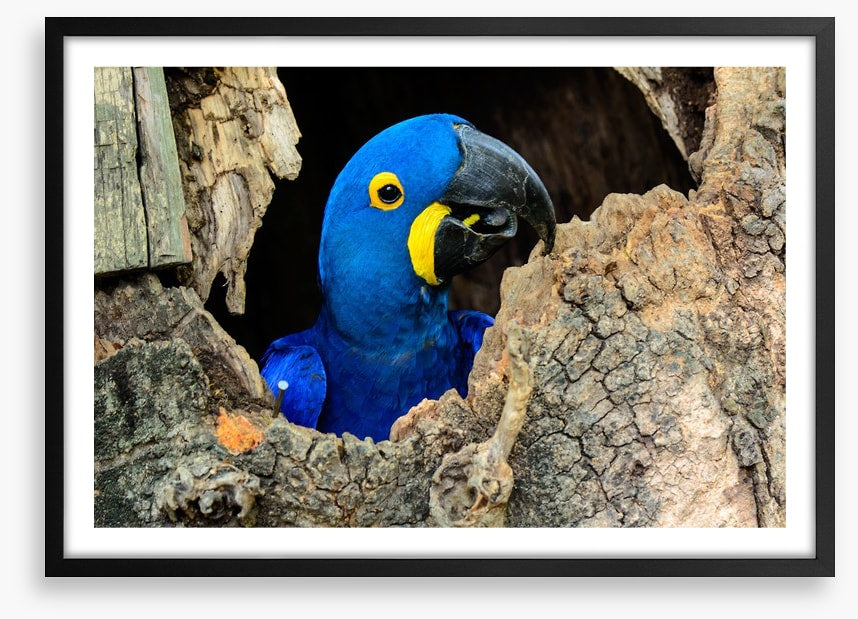 Hyacinth macaw hello