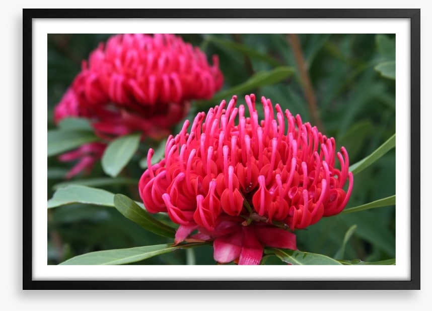 Vibrant pink waratah