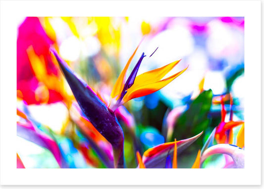 Vibrant bird of paradise