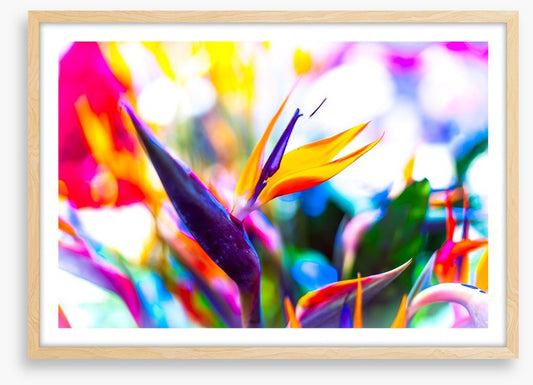 Vibrant bird of paradise