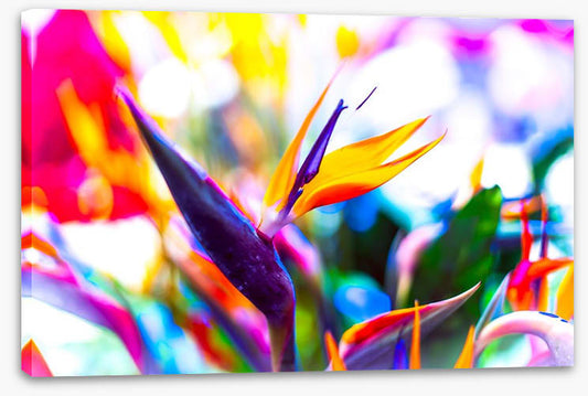 Vibrant bird of paradise