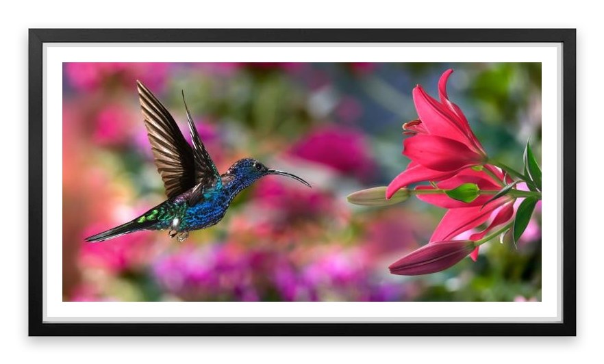 Hummingbird hover