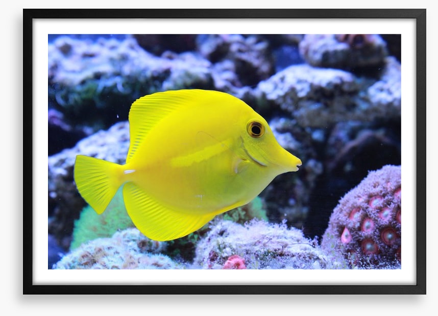 Yellow tang