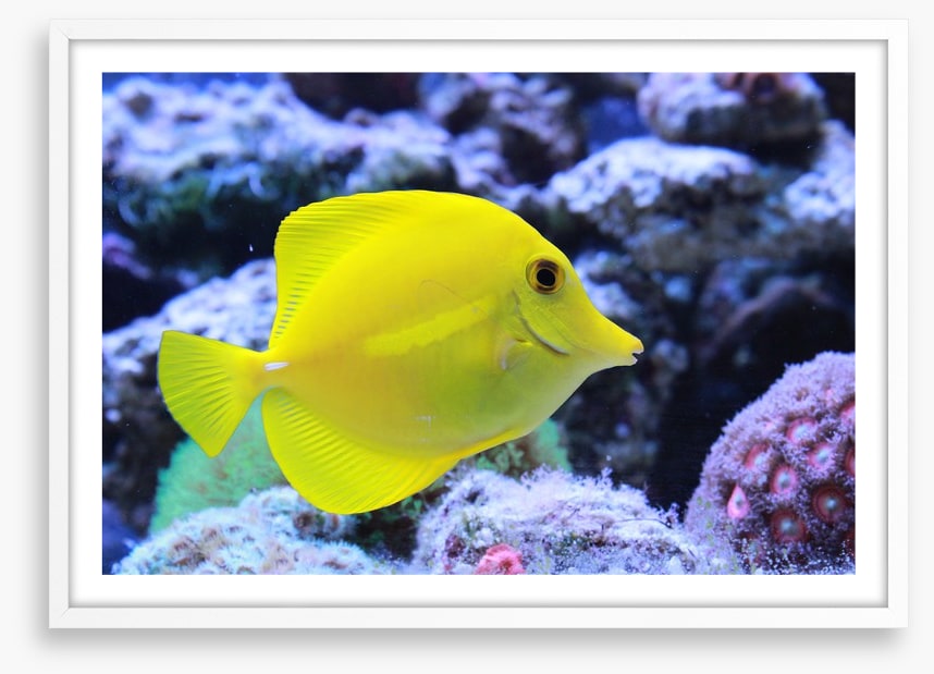 Yellow tang