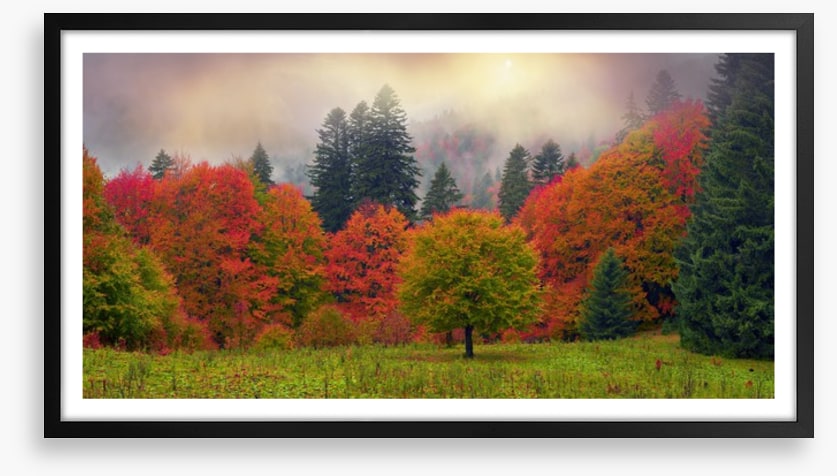 Foliage of fall