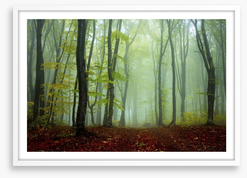 Deep in the mystic woods