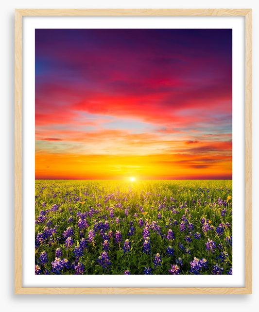 Wildflower meadow sunset