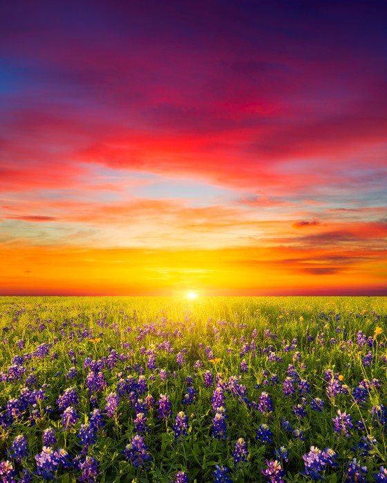 Wildflower meadow sunset