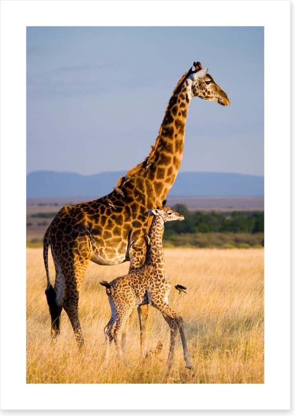 Savanna stroll