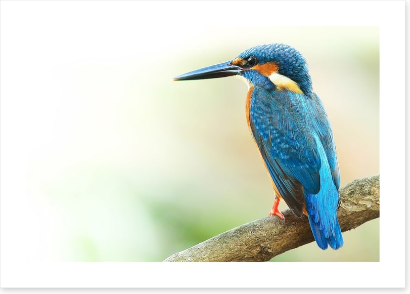 Kingfisher king