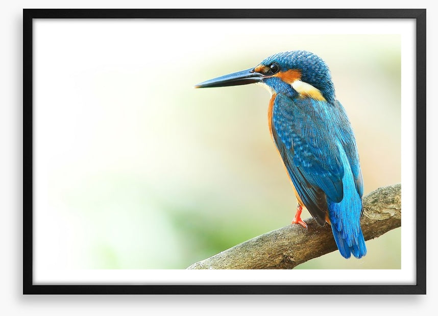 Kingfisher king