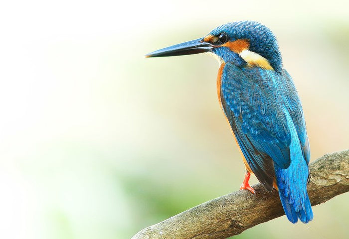 Kingfisher king