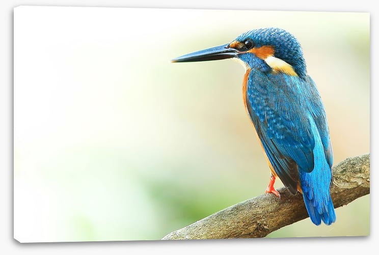 Kingfisher king