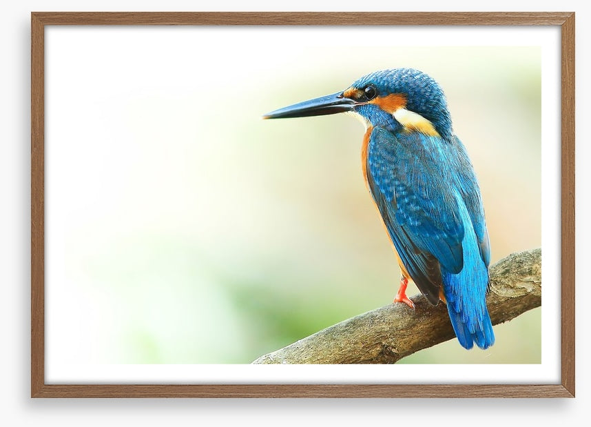 Kingfisher king