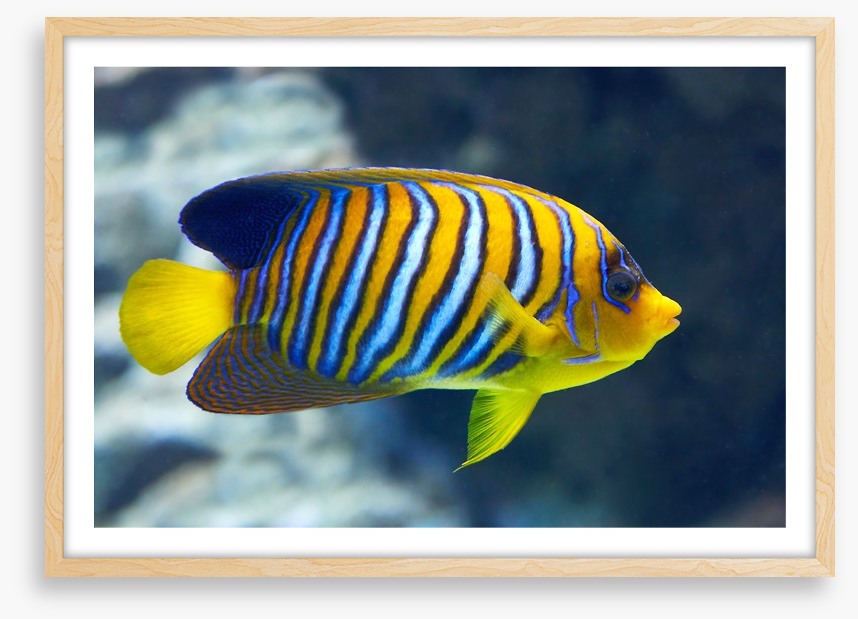 Fish / Aquatic