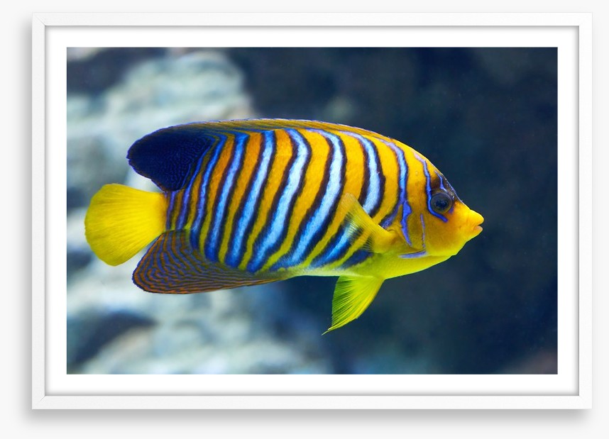 Fish / Aquatic