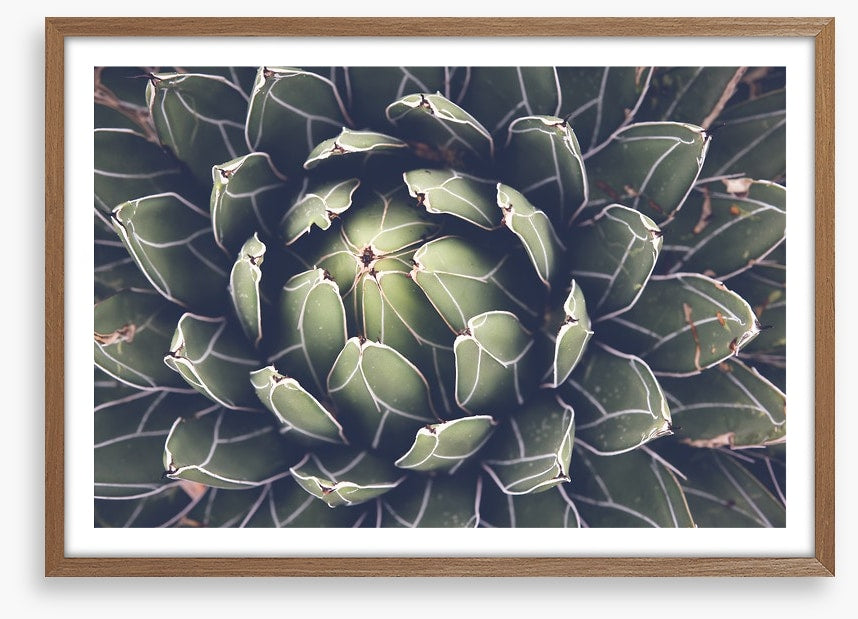 Agave succulent