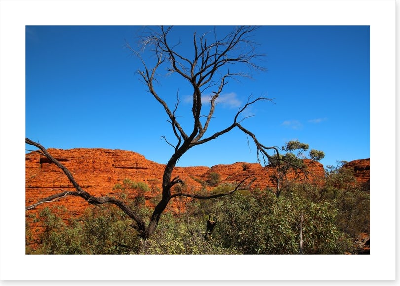 Kings Canyon contrasts