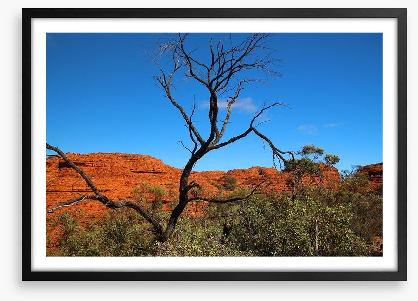 Kings Canyon contrasts