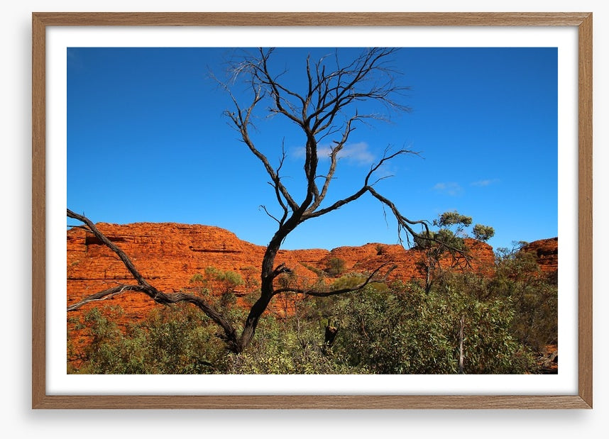 Kings Canyon contrasts