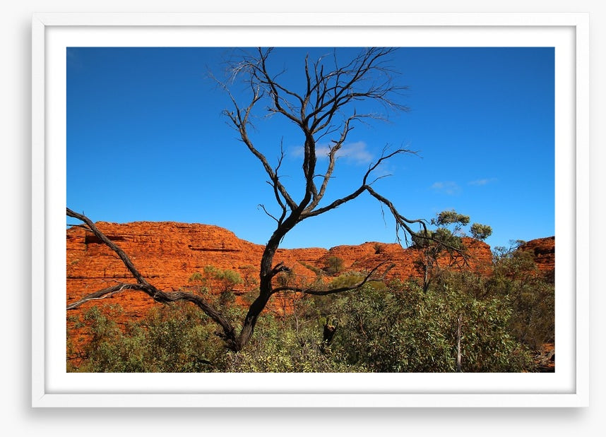 Kings Canyon contrasts