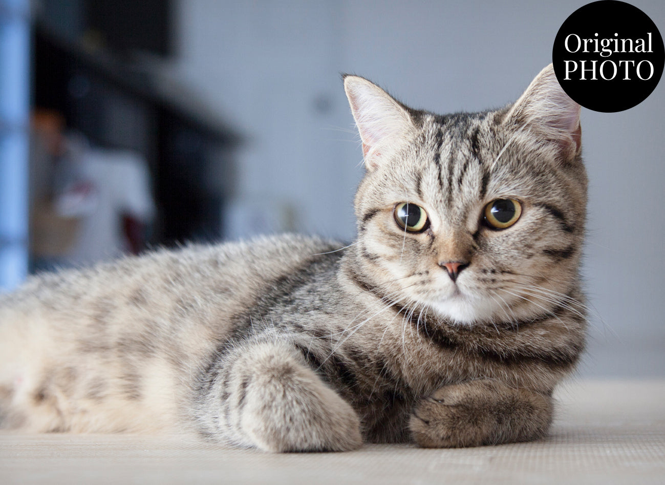 Cat Modern Art Artistic Design Custom Portrait | Stretched Canvas