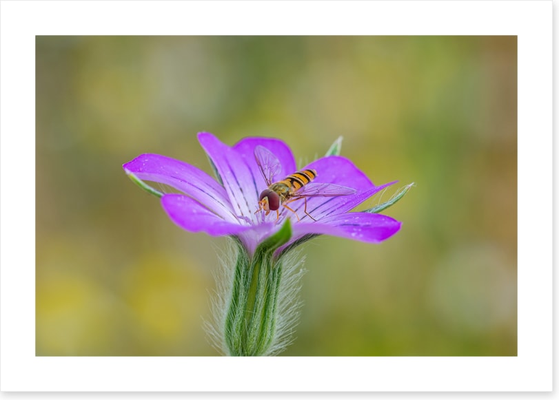 Hornet delight