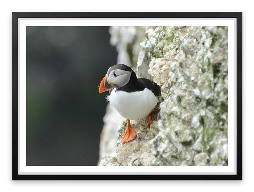 Little puffin