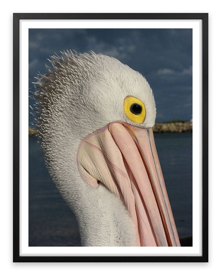 Australian pelican