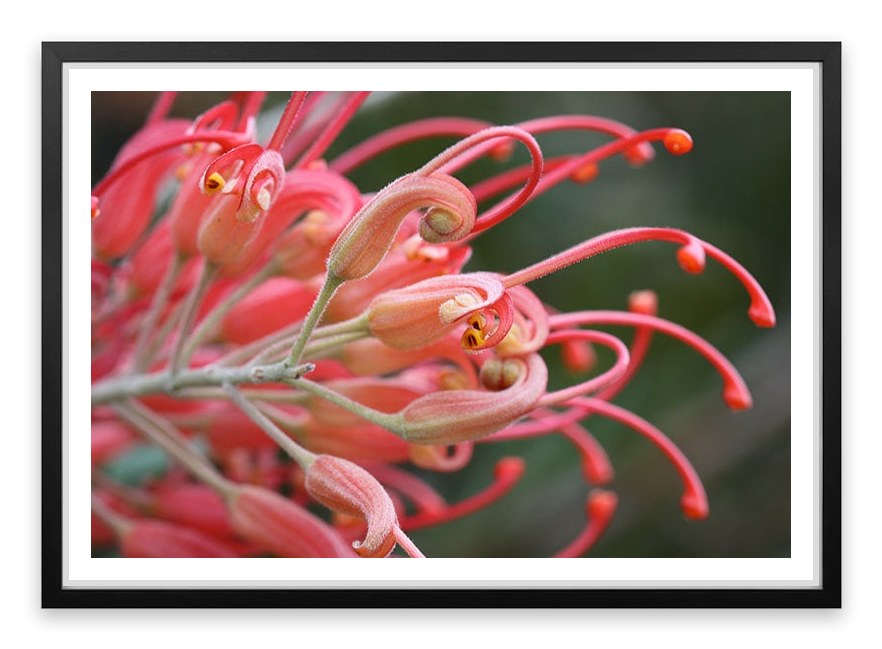 Pink grevillea